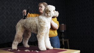 MOSER MAX50 FOR THE FULL CLIPPING OF LARGE DOGS AND CATS